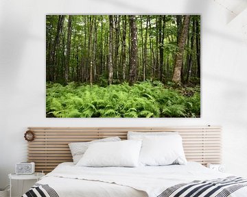 Des fougères en bordure de la forêt sur Claude Laprise