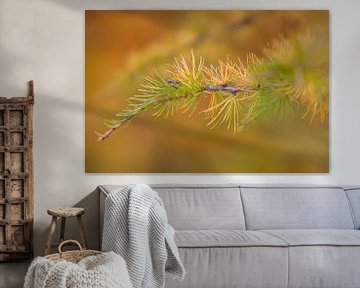 Larix in herfstkleur sur Marcel Antons