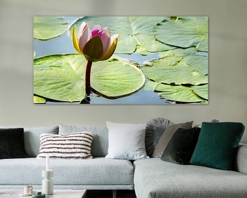 Water lily in the pond by Violetta Honkisz