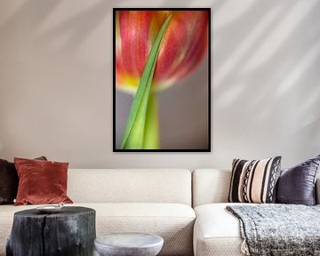 Rote Tulpe mit Blatt auf der Blüte (dezenter Touch) von Marly De Kok