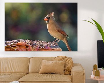 A cardinal at the garden cot by Claude Laprise