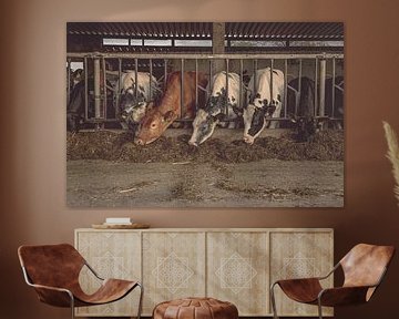 Koeien aan het eten in de stal van Tonny Verhulst