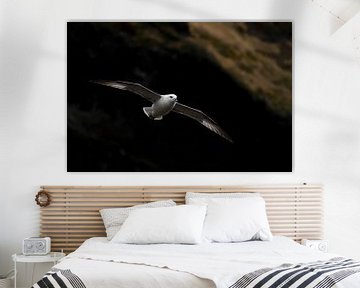 Noordse stormvogel (IJsland) von Marcel Antons