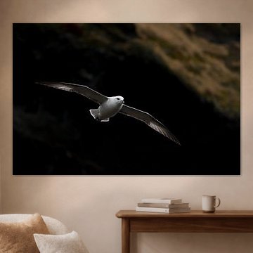 Noordse stormvogel (IJsland)