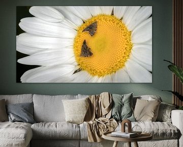 Gänseblümchen mit Nesselmotten