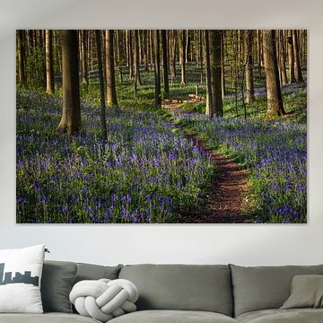 Small path in the fairytale Hallerbos, Belgium