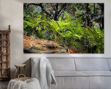 Young ferns in an arid pine forest by Joost Doude van Troostwijk