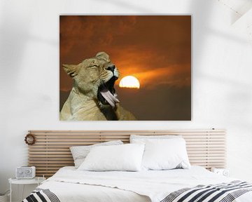 Yawning lion at sunset.