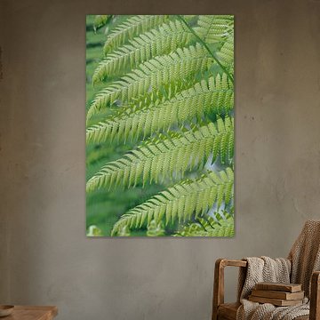 Verdure botanique fraîche, fougères à Sintra, Portugal - photographie de nature et de voyage.