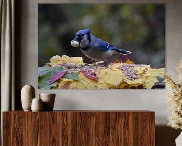 Een blauwe gaai bij de feeder in de herfst van Claude Laprise