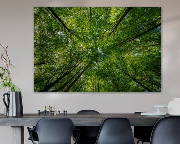 Beech Forest Canopy