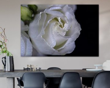 witte roos op zwarte achtergrond van Thomas Heitz