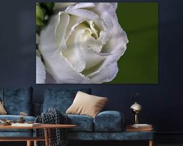 rose blanche sur Thomas Heitz