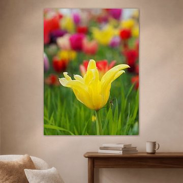 Frühling! Tulpen und mehr! von Marjon Woudboer