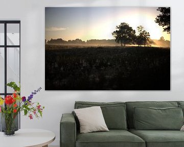 morning glory nature