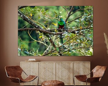 Quetzal dans une forêt tropicale au Costa Rica sur Mirjam Welleweerd