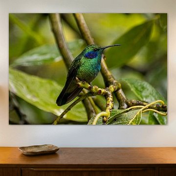 Kolibri im Regenwald Costa Rica