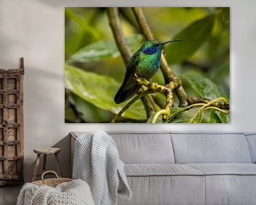 Hummingbird in rainforest Costa Rica by Mirjam Welleweerd