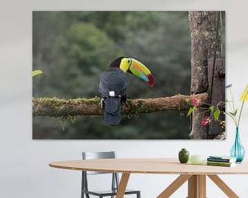 Tukan-Schnabel in Costa Rica von Mirjam Welleweerd