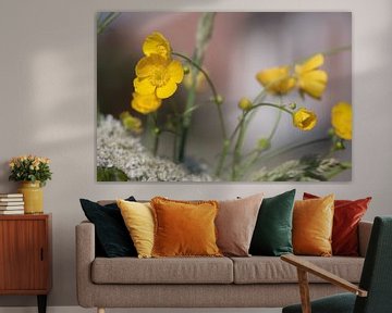 Buttercups, gracefully hanging from the stem above a white field of flowers with a soft background by Jolanda de Jong-Jansen