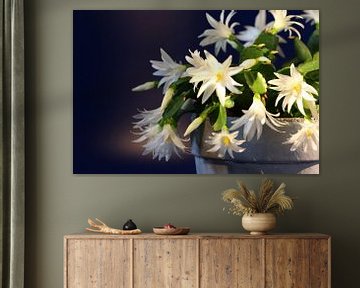 Easter cactus