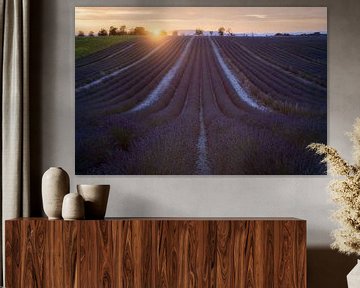 Lavender dreams at Sunset in Valensole by Roy Poots