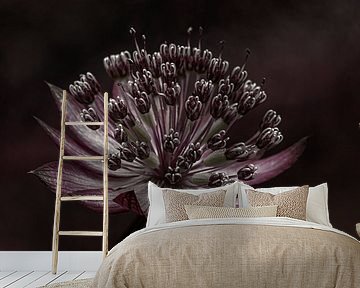 Astrantia Major by Marjolijn van den Berg