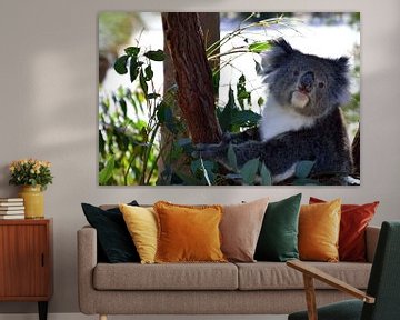 Een nieuwsgierige koala van Frank's Awesome Travels
