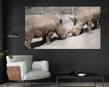 Duel de rhinocéros sur Teuntje van den Brekel