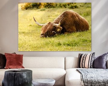 Entspannter schottischer Highlander in der Sonne von KB Design & Photography (Karen Brouwer)