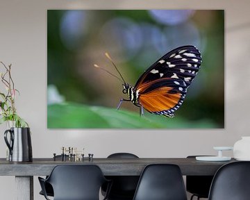 Papillon orange passion avec bokeh sur Birgitte Bergman