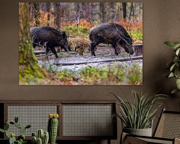 Wildschwein mit Frisbee im Wald