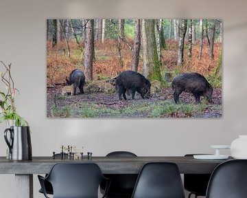 Wild boar with friskies in the forest by Evert Jan Kip