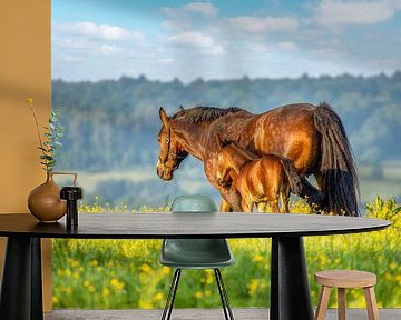 Paard met veulen op de Zuid-Limburgse heuvels van John Kreukniet