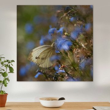 Weißer Schmetterling in blau Lobelia