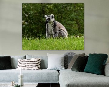 Curious ring-tailed lemur by Corine Dekker