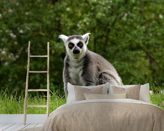 Aperçu de la chambre