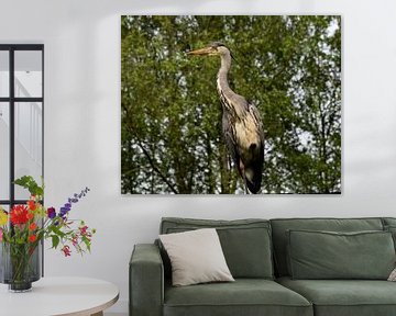 Alert heron by Corine Dekker