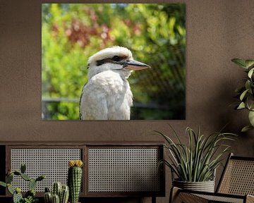 Beautiful kookaburra (kingfisher) by Corine Dekker