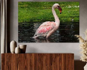 Ein schöner junger rosa Flamingo. von Corine Dekker