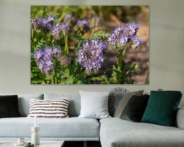 Bloemenveld in de natuur met de bloeiende Phacelia van Jolanda de Jong-Jansen