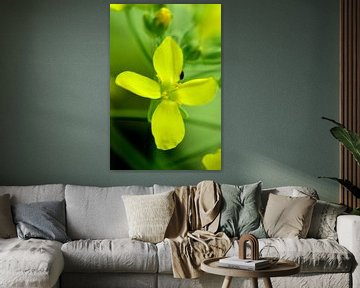 Small yellow flower with buds by Gerard de Zwaan