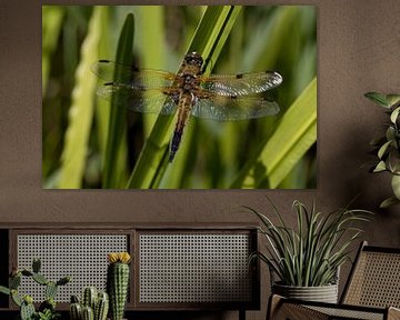 The four-spot is a true dragonfly from the cornflower family by W J Kok