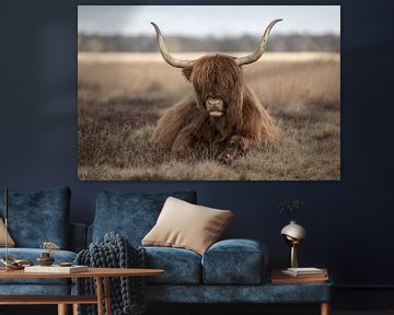 Liggende schotse hooglander koe van KB Design & Photography (Karen Brouwer)