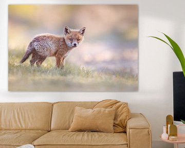 young red fox by Pim Leijen