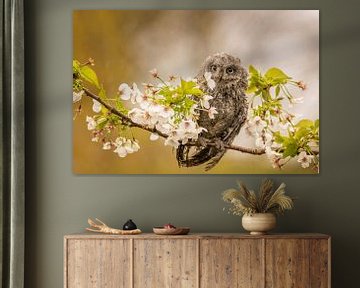 Petit hibou sur une branche parmi les fleurs sur KB Design & Photography (Karen Brouwer)