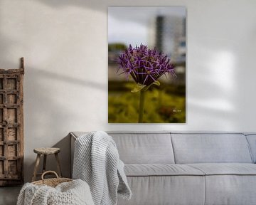 Bloem van Machiel Stierman