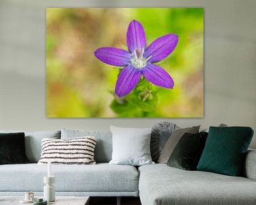 Purple Clasping Venus's Looking Glass Flower van Iris Holzer Richardson