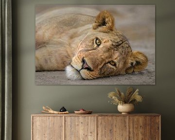 Portret van een luie leeuwin