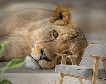 Portret van een luie leeuwin van Richard Guijt Photography